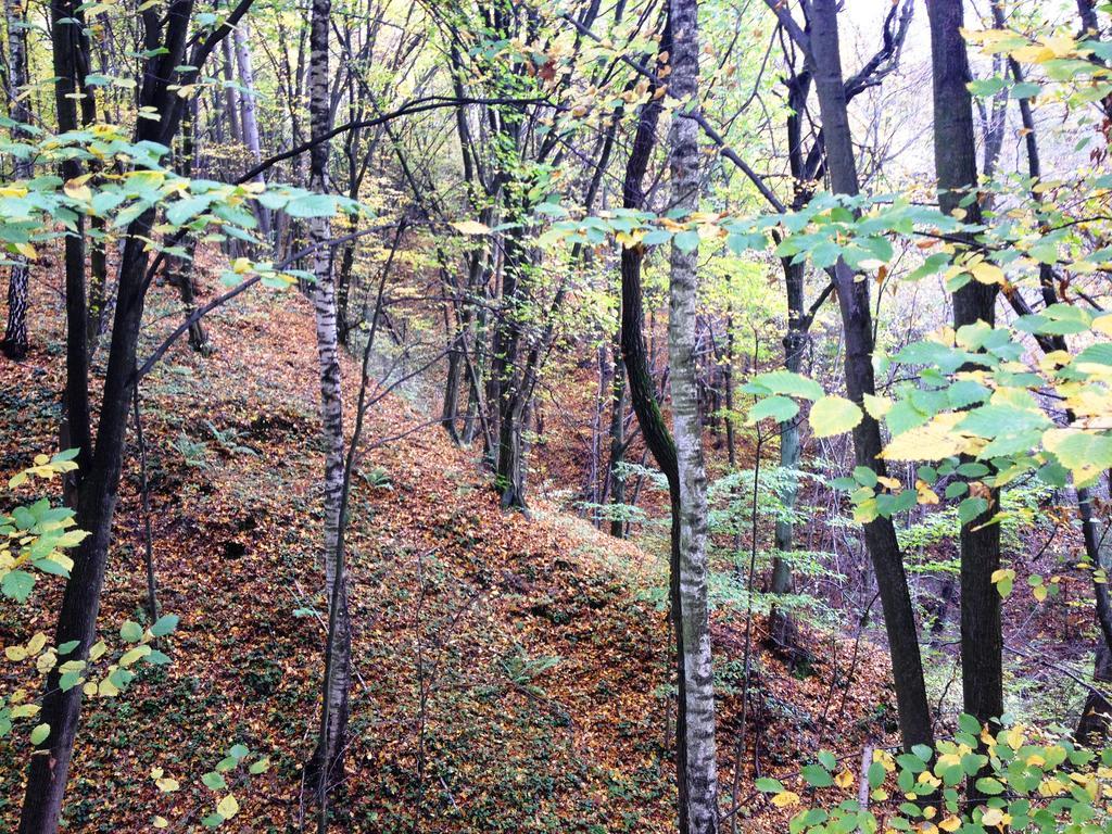 Osrodek Kwaskowa Villa Kazimierz Dolny Exteriör bild